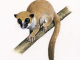Illustration of Lavasoa Mountains Dwarf lemur (Cheirogaleus lavasoensis) (#3738)