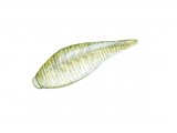 Illustration of Leech (Helobdella stagnalis) (#2280)