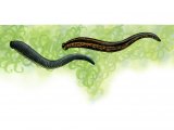 Illustration of Leeches (Medical) Hirudo medicinalis & (Horse) Harmopis sanguisuga (#2115)