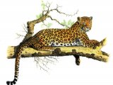 Illustration of Leopard (Panthera pardus) (#0272)