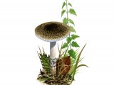 Illustration of Lepiota griseovirens (#3349)