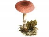 Illustration of Lepiota subincarnata (Fatal Dapperling) (#3480)