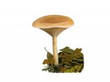 Illustration of Lepista flaccida (Tawny Funnel) (#3986)