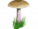 Illustration of Lepista saeva (Field Blewit) (#3937)