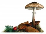 Illustration of Leucoagaricus badhami (#3518)