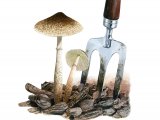 Illustration of Leucoagaricus meleagris (#3514)