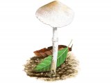 Illustration of Leucoagaricus serenus (#3519)