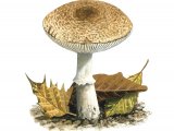 Illustration of Leucoagaricus wichanski (#3516)