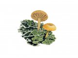 Illustration of Lichenomphalia husoniana (#3922)