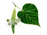Illustration of Small Leaved Lime   leaves & flowers (Tilia cordata) (#1503)