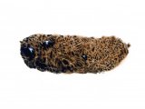 Illustration of Little Owl pellet (Athene noctun) (#0859)