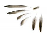 Illustration of Little Stint feathers (Calidris minuta) (#2938)