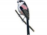 Illustration of Long-tailed Tit (Aegithalos caudatus) (#1171)
