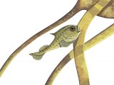 Illustration of Lumpsucker juvenile(cyclopterus lumpus) (#3061)