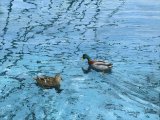 Illustration of Mallard (Anas platyrhynchos) (#3773)