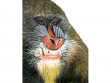 Illustration of Mandrill (Mandrillus sphinx) (#0273)