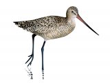 Illustration of Marbled Godwit (Limosa fedoa) (#3765)