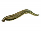 Illustration of Medical Leech (Hirudo medicinalis) (#2779)