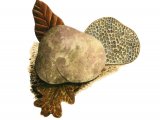 Illustration of Menanogaster ambiguus (#1981)