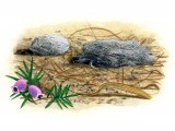 Illustration of Merlin pellet (Falco columbarius) (#1779)