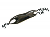 Illustration of Mermaids Purse (Dogfish Eggs) (#2334)