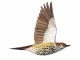 Illustration of Mistle Thrush (Turdus viscivorus) (#1209)