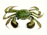 Illustration of Mitten Crab (Eriocheir sinensis) (#0982)