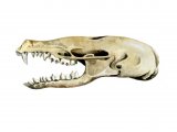 Illustration of Mole Skull (Talpa europaea) (#0867)