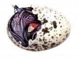 Illustration of Moorhen (Gallinula chloropus) chick hatching from egg (#0427)