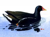 Illustration of Moorhen (Gallimula Chloropus) (#2428)