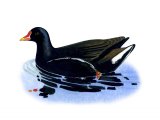 Illustration of Moorhen (Gallimula Chloropus) (#3666)