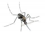 Illustration of Yellow Fever Mosquito (Aedes aegypti) (#3872)