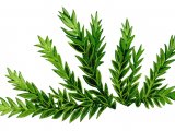 Illustration of Moss (Cinclidotus) (#0849)