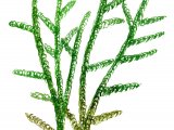 Illustration of Moss (Drepanocladus) (#0848)