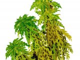 Illustration of Moss (Sphagnum) (#0845)