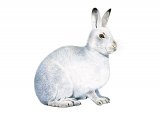 Illustration of Mountain Hare (Lepus timidus) (#3264)