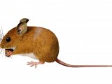 Illustration of Wood Mouse (Apodemus sylvaticus) (#0284)