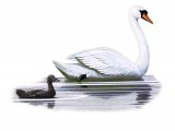 Illustration of Mute Swan & cygnet (Cygnus olor) (#3701)