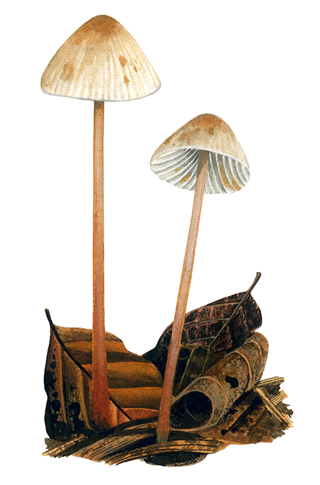 Illustration of Mycena crocata (Saffrondrop Bonnet) (#4473)
