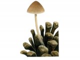 Illustration of Mycena seynseii (#3915)