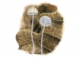 Illustration of Mycena smithiana (#3475)