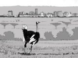 Illustration of Ostrich (Struthio camelus) in Nairobi (#0757)