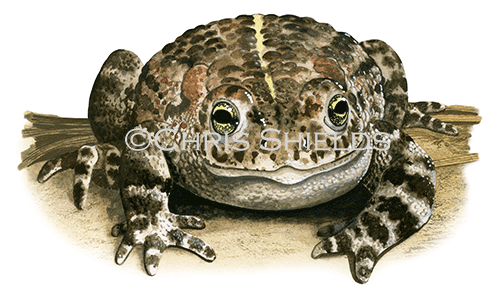 Illustration of Natterjack Toad (Epidalea calamita) (#3394)