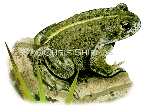 Illustration of Natterjack Toad (Epidalea calamita (#4113)