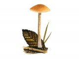 Illustration of Naucoria luteolofibrillosa (#3595)