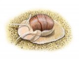 Illustration of Necklace Shell (Polinices catenus) (#1833)