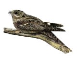 Illustration of Nightjar Caprimulgus europaeus (#3651)