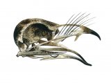 Illustration of Nightjar Skull (Caprimulgus europaeus) (#1756)