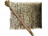 Illustration of Oak bark & twig(Quercus robur)  (#2396)