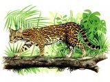 Illustration of Ocelot (Leopardus pardalis) (#0044)